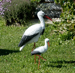 Morning walk of stork in city park. Stork meeting you in the park.