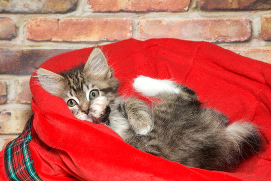 Small black tan and white tabby laying upside down in a red blanket bed in front of brick wall looking directly at viewer, lets and paws in the air playfully