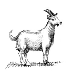 Ink drawing of a she-goat