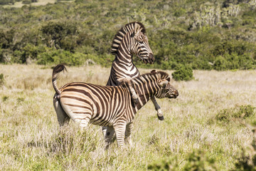Fototapeta na wymiar Zebra at play in long grass