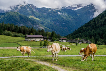 Fototapeta na wymiar Alpine orange and white cows at the pasture, mountains with clouds background. Tirol, Austria.