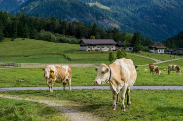 Alpine orange and white cows at the pasture, mountains with clouds background. Tirol, Austria.