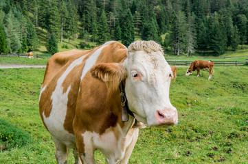 Naklejka na ściany i meble Orange and white cow close up portrait at alpine meadow. Austria.