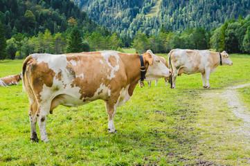 Fototapeta na wymiar Alpine orange and white cows at the pasture. Tirol, Austria.