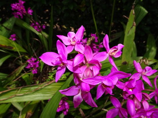 ants on purple flowers