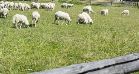 Grazing sheep on a meadow.