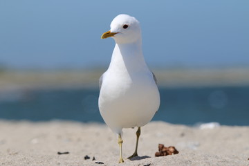 Möwe