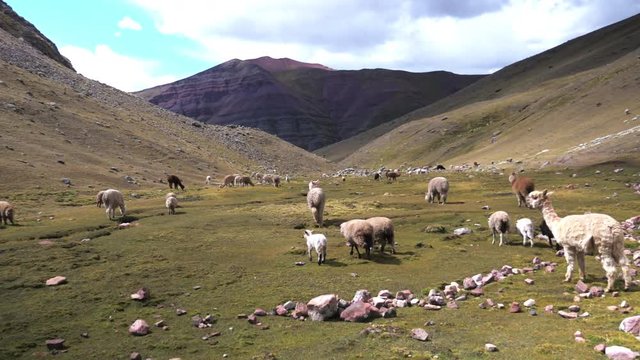 Pan right, wild alpacas in rainbow mountain