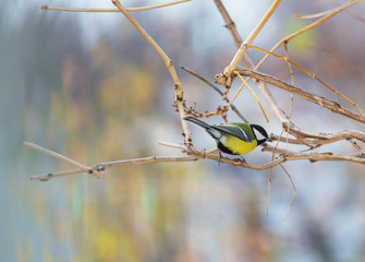 Titmouse