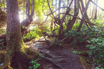 Vancouver forest