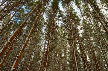 Christmas winter forest in snow