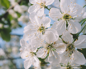 Spring.  Blooming spring flowers at garden.