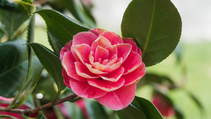 Pink Camellia flower blooming in the morning sunlight.