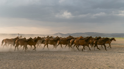Fototapeta na wymiar Horses run gallop in dust