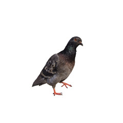 Fototapeta premium funny cute surprised pigeon isolated on a white background