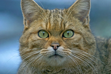 Close up Face of European Wildcat, watching bird, intense look, alert. ( Felis silvestris ) © rima15