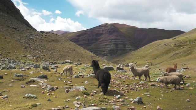 POV, alpacas graze in Peru field