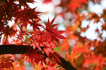 紅葉の彩り
