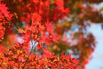 紅葉の彩り