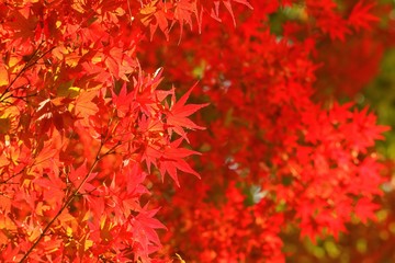 紅葉の彩り
