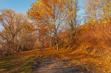 walk in Hungarian village Zebegeny autumn, fall colors in town, bright autumn colors in village