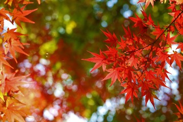 Fototapeta premium 紅葉の彩り