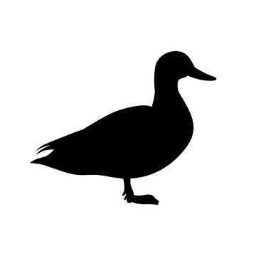 Duck (Anatinae), shade picture