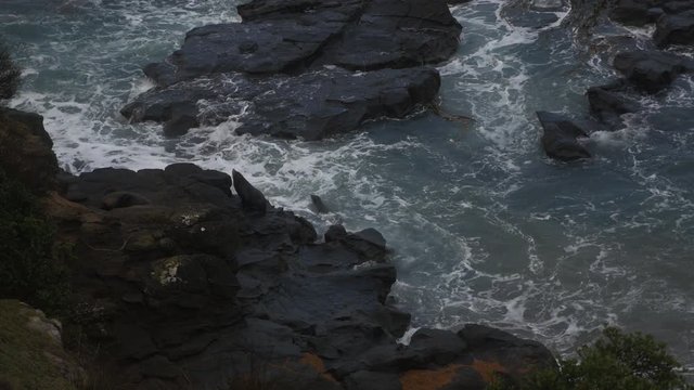 Seals on rocky coast, New Zealand