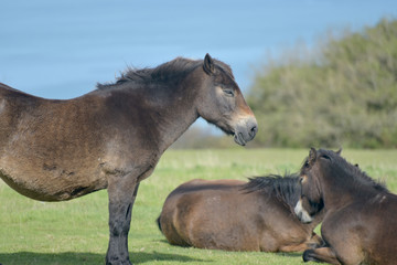 Fototapeta premium Wild Exmoor ponies on Countisbury, North Devon