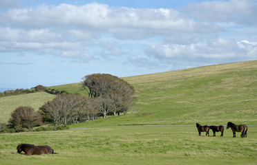 Wild Exmoor ponies on Countisbury, North Devon