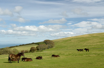 Wild Exmoor ponies on Countisbury, North Devon