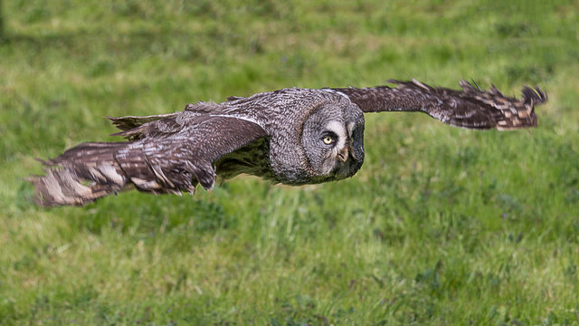 A great grey gray owl in flight flying low over grass field in search of prey