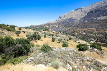 Fototapeta na wymiar Grèce / Crète - Paysage avec oliviers