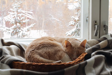 Naklejka premium Czerwony kot śpi w koszu w pobliżu okna w zimie.