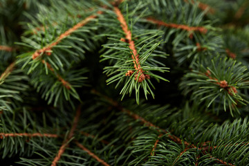 Christmas fir tree on a wooden board. Green spruce branches as a textured background. Green spruce, white spruce, blue spruce.