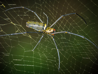 Insect, Spider closeup with selective focus on background.