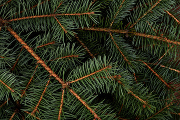 Christmas fir tree on a wooden board. Green spruce branches as a textured background. Green spruce, white spruce, blue spruce.