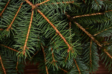 Christmas fir tree on a wooden board. Green spruce branches as a textured background. Green spruce, white spruce, blue spruce.