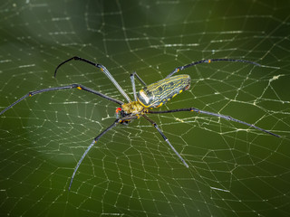 Insect, Spider closeup with selective focus on background.