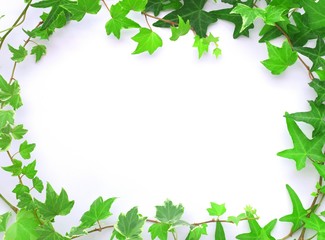 フレッシュなアイビーの葉、白背景、フレーム