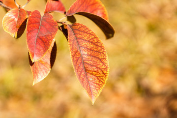 leaves change color in fall, Red Leaves, Autumn atmosphere, autumnal tints 