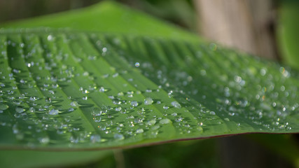 banana leaf with rain drop 