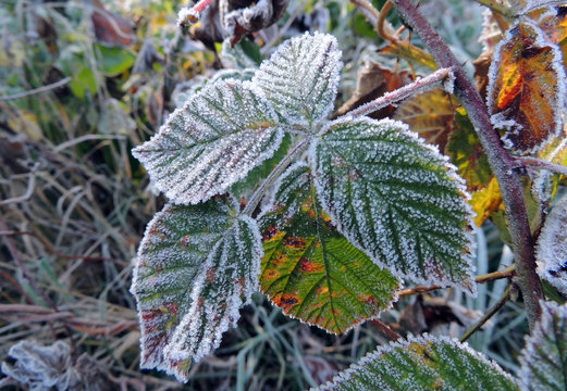 Frozen leaves of wild raspberry nush close up 