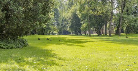 idyllic park scenery