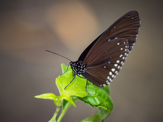 Insect, Butterfly closeup with selective focus on background.