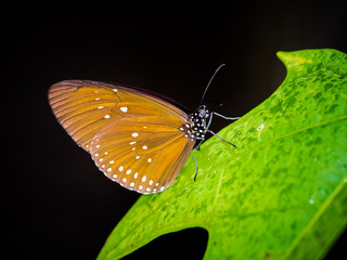 Insect, Butterfly closeup with selective focus on background.
