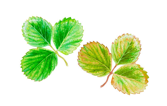 Painting watercolor Tropical Leaves illustration.