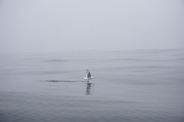 Seagull Taking Flight - West Coast BC