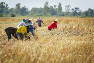 People Asian farmer harvest of the rice field in harvest season, and farmer harvests rice in field blue sky background, beautiful light from the Sunset.The farmer people ear of paddy on the rice field