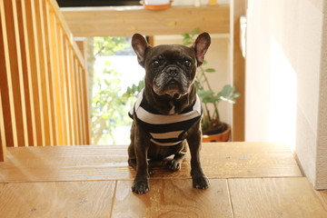 フレンチブルドッグ
